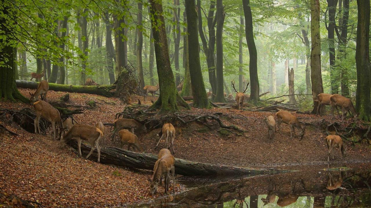 Witte Berken Natuurhotel Епе Екстериор снимка